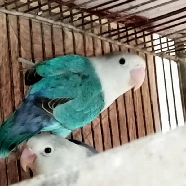 Palefellow Split lovebird breeder pair 1