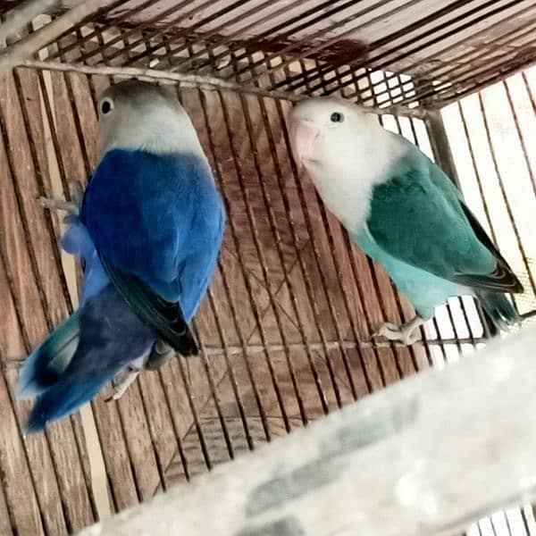 Palefellow Split lovebird breeder pair 2