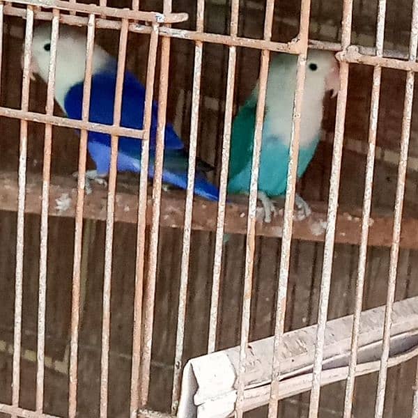 Palefellow Split lovebird breeder pair 4