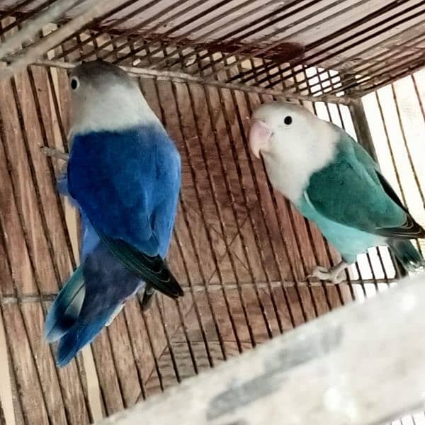 Palefellow Split lovebird breeder pair 5