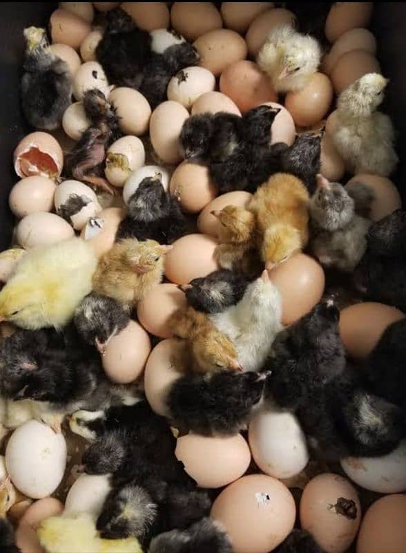 GOLDEN MISRI BANTAM SEBRIGHT POLISH SILKY HEAVY BREEDER EGGS CHICKS 2