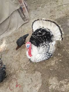 turkey birds for sale