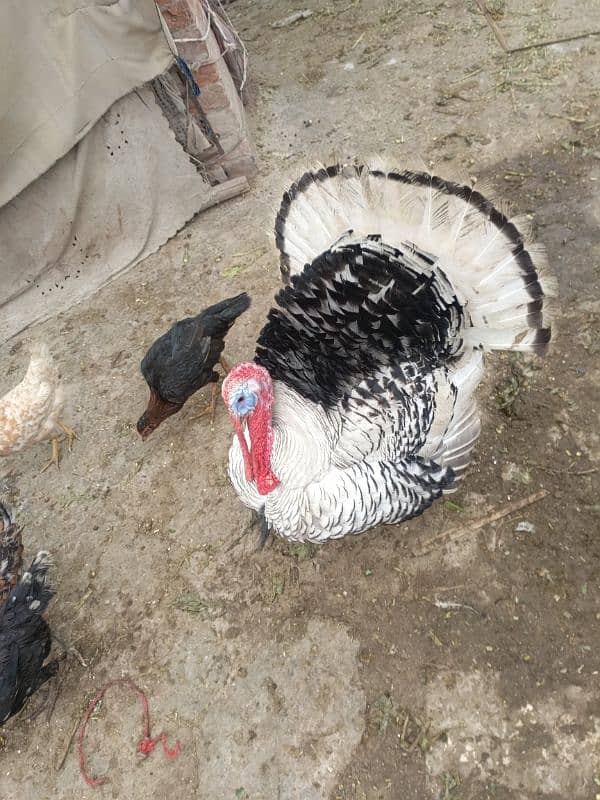 turkey birds for sale 0