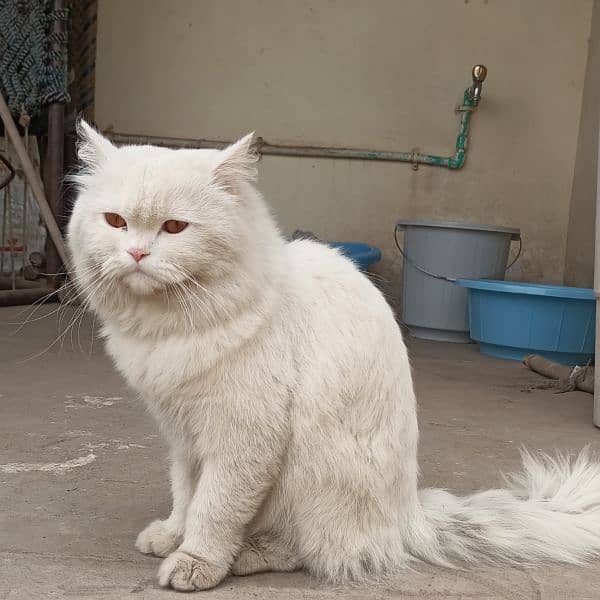 Persian male 1