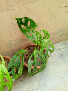 beautiful money plants