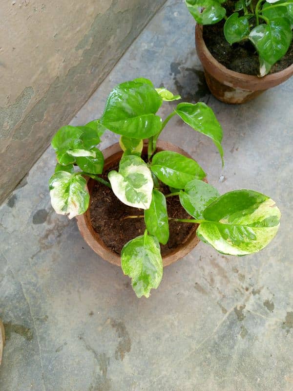 beautiful money plants 6