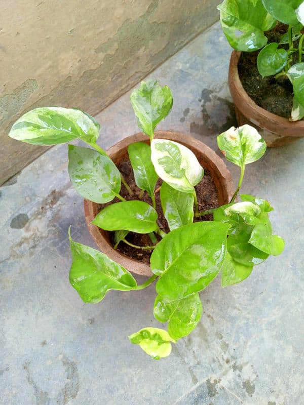 beautiful money plants 7