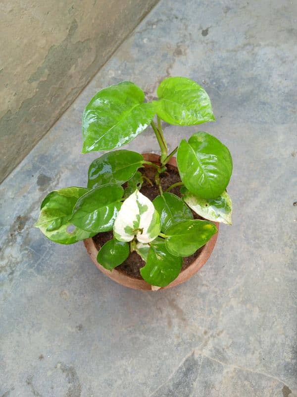 beautiful money plants 8