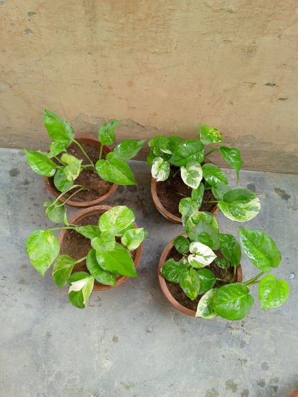 beautiful money plants 9