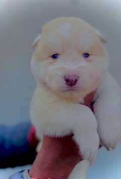 puppies available for sale,Siberian Husky puppies, white husky puppies