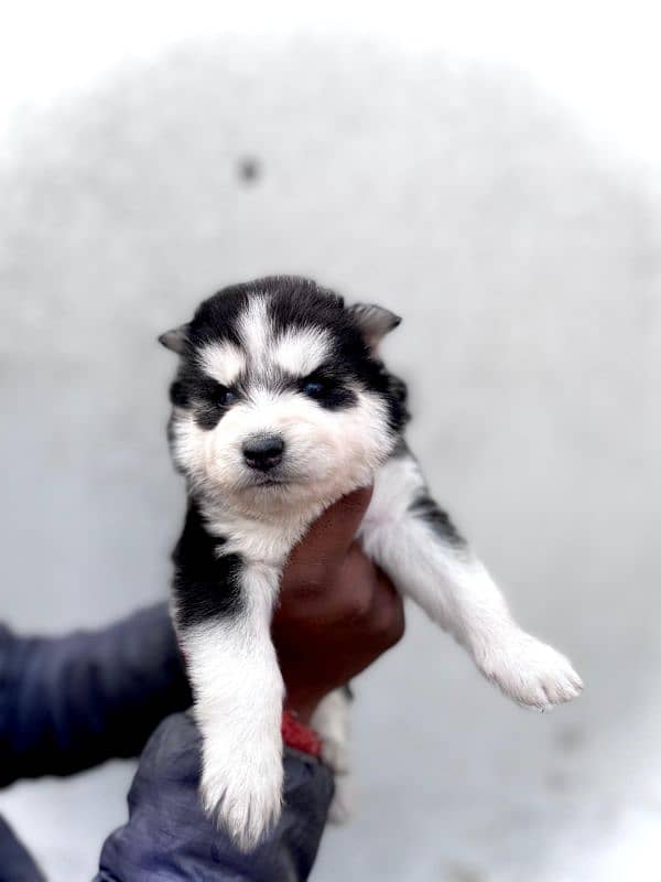 puppies available for sale,Siberian Husky puppies, white husky puppies 1