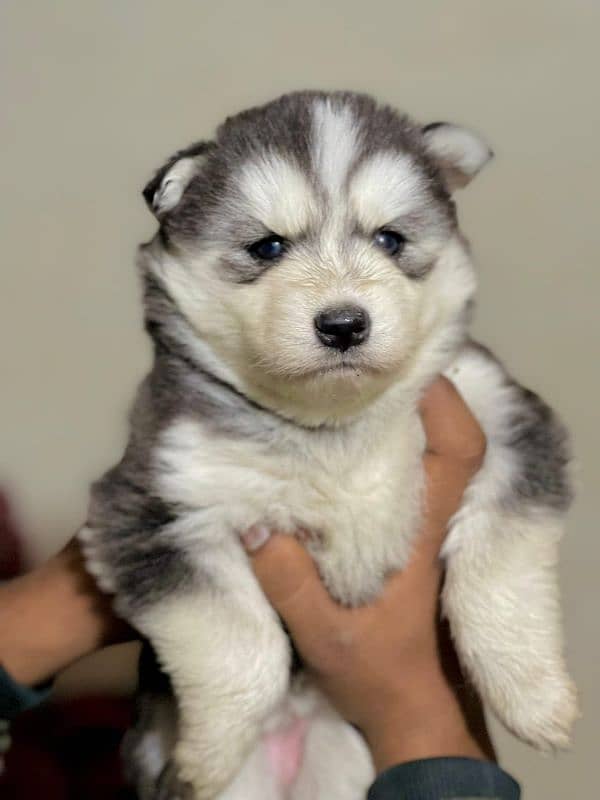 puppies available for sale,Siberian Husky puppies, white husky puppies 2