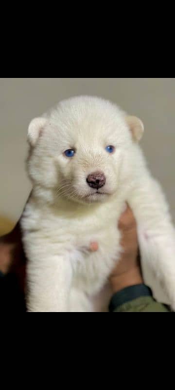 puppies available for sale,Siberian Husky puppies, white husky puppies 6