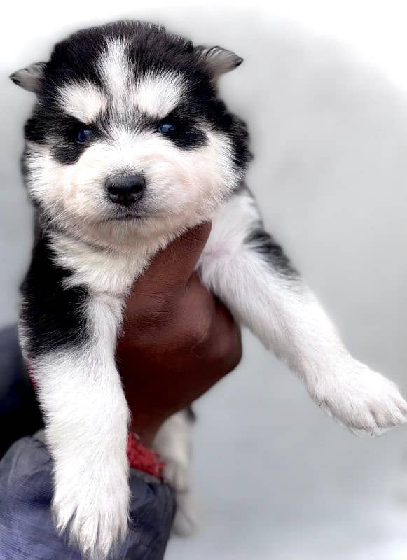 puppies available for sale,Siberian Husky puppies, white husky puppies 7