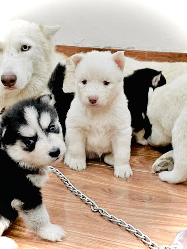 puppies available for sale,Siberian Husky puppies, white husky puppies 12