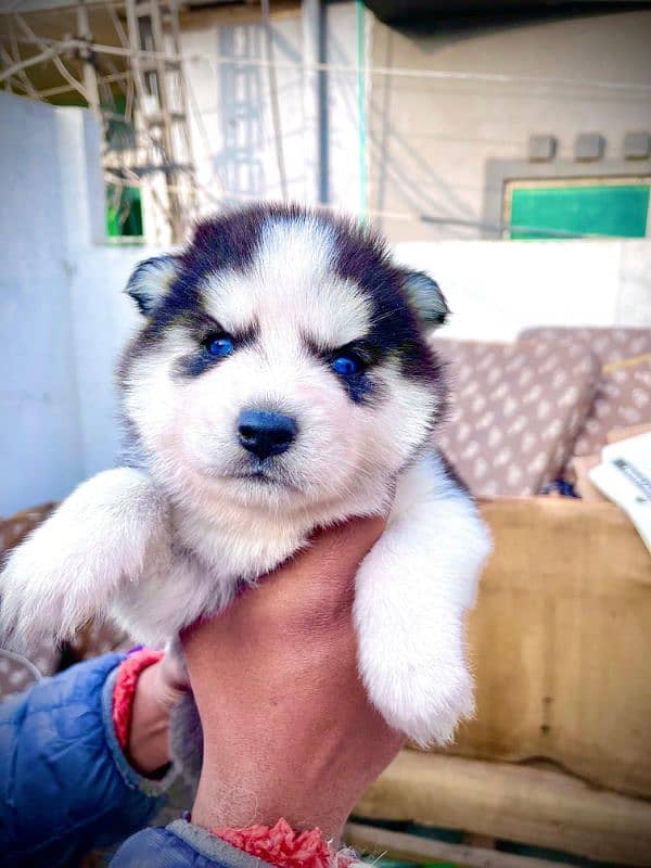 puppies available for sale,Siberian Husky puppies, white husky puppies 13