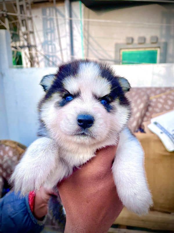 puppies available for sale,Siberian Husky puppies, white husky puppies 14