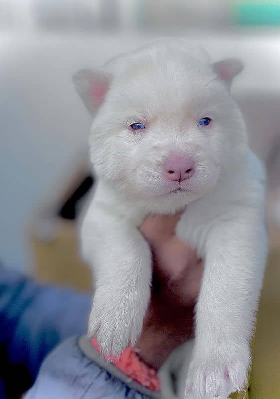 puppies available for sale,Siberian Husky puppies, white husky puppies 16