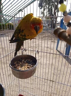 Sun Conure red factor female for sale (Hand Tamed)