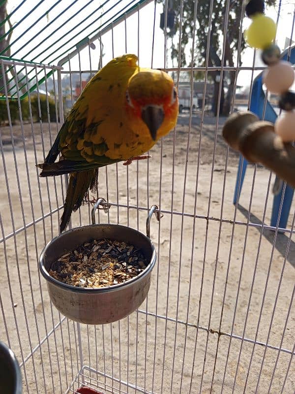 Sun Conure red factor female for sale (Hand Tamed) 0