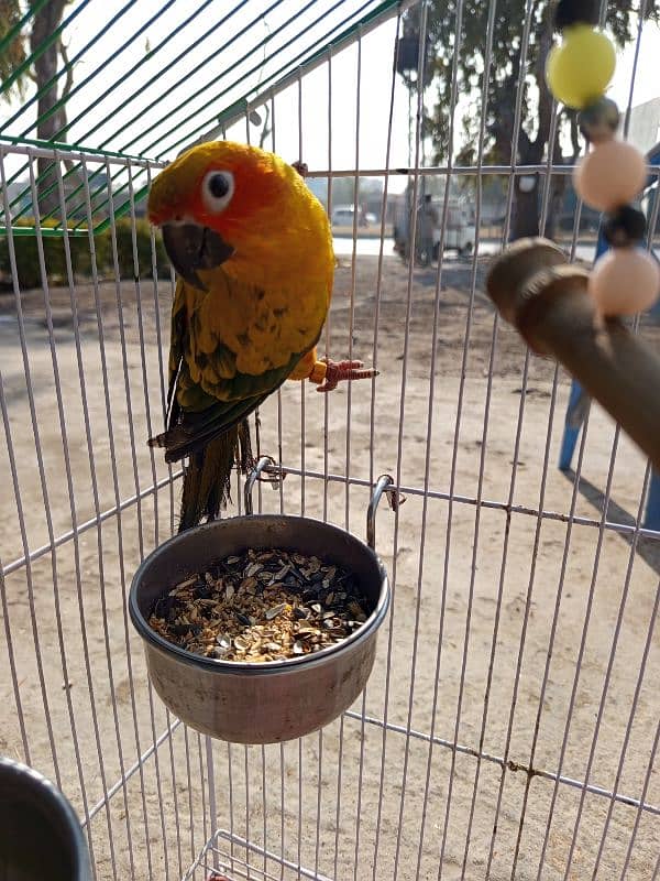 Sun Conure red factor female for sale (Hand Tamed) 1