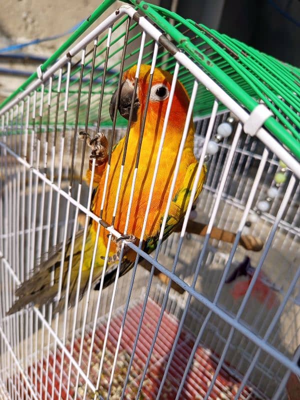 Sun Conure red factor female for sale (Hand Tamed) 2