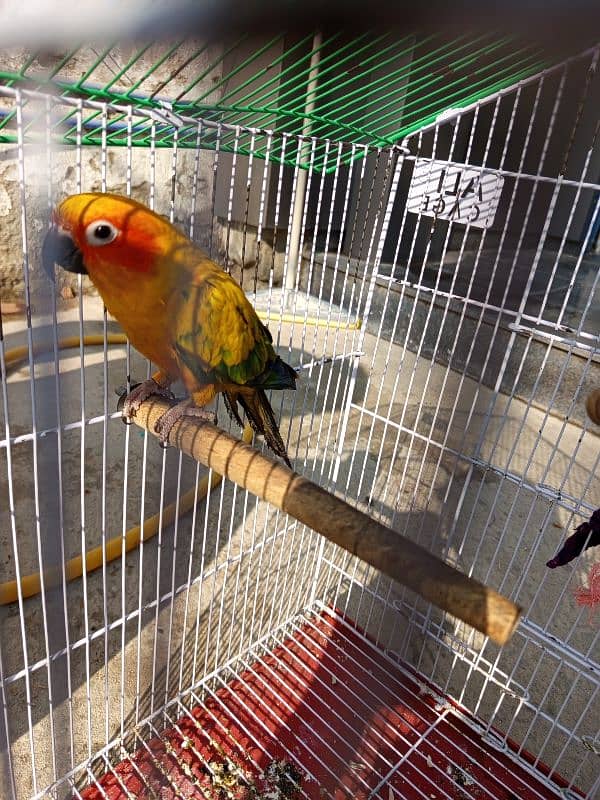 Sun Conure red factor female for sale (Hand Tamed) 3