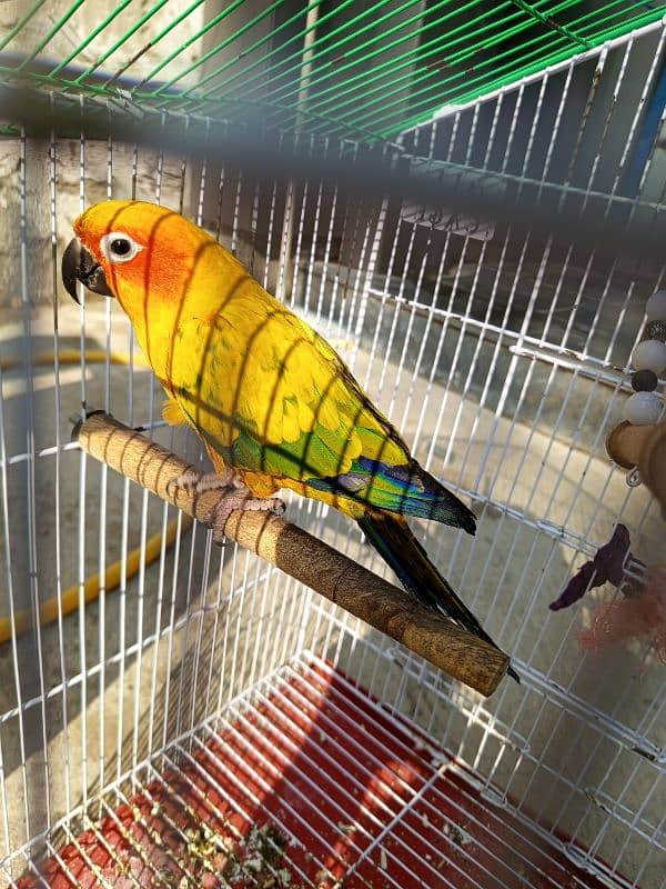 Sun Conure red factor female for sale (Hand Tamed) 4