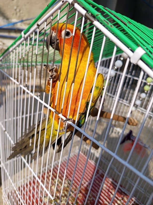 Sun Conure red factor female for sale (Hand Tamed) 5