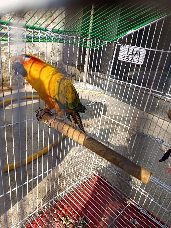 Sun Conure red factor female for sale (Hand Tamed) 6