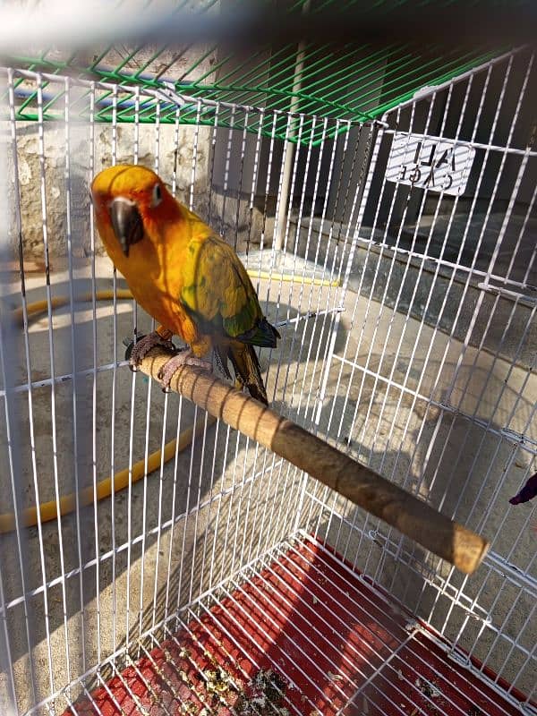 Sun Conure red factor female for sale (Hand Tamed) 7