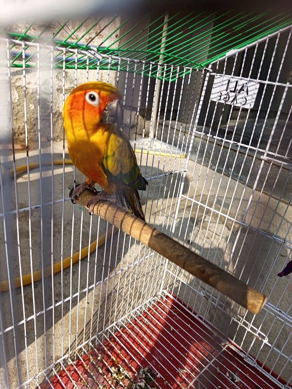 Sun Conure red factor female for sale (Hand Tamed) 8