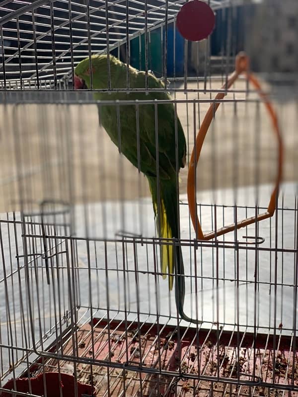 green female parrot 2