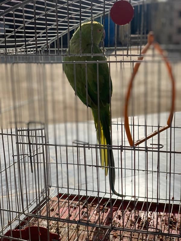 green female parrot 3