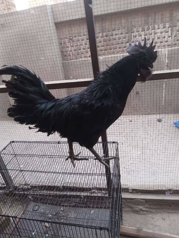 ayam cemani male grey tang 0