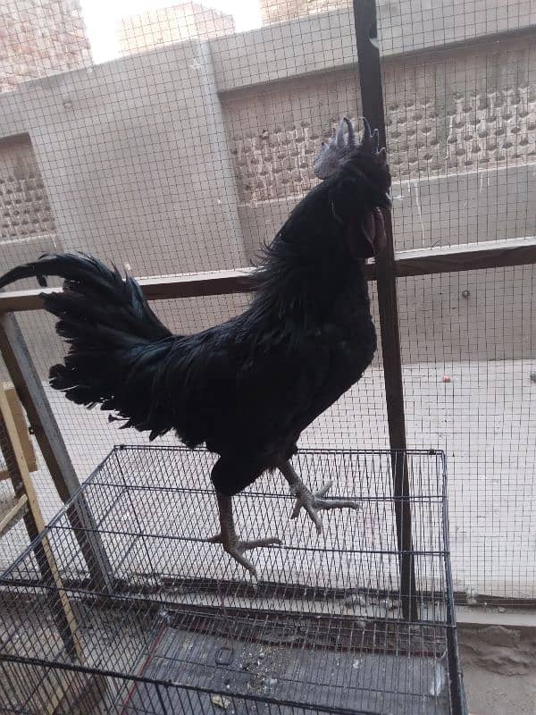 ayam cemani male grey tang 1