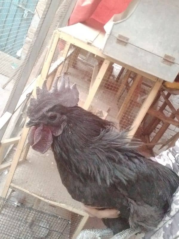 ayam cemani male grey tang 2