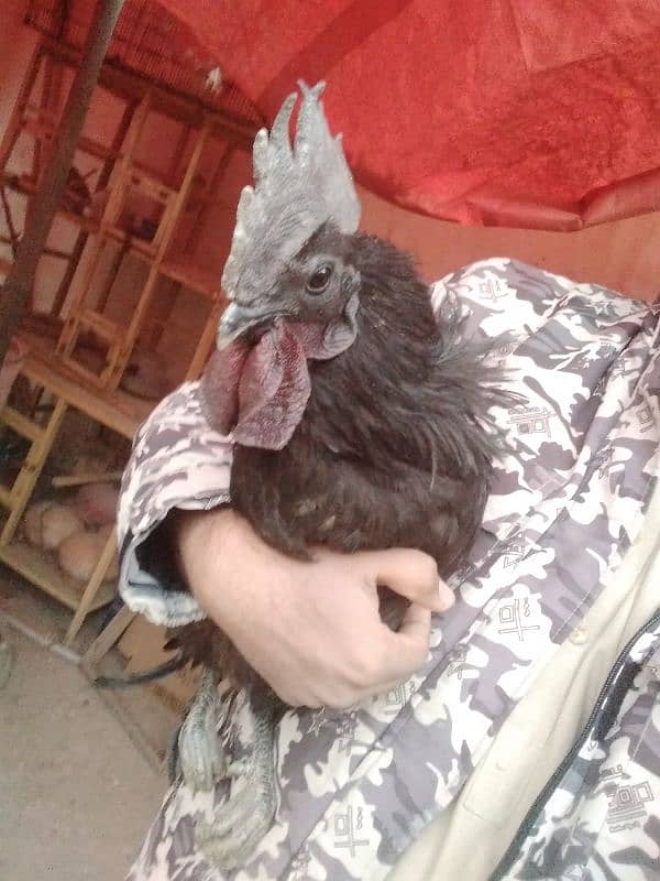 ayam cemani male grey tang 3