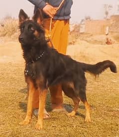 German Shepherd double coat female for sale