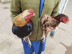 pavor aseel pair with unique breed aseel hen with