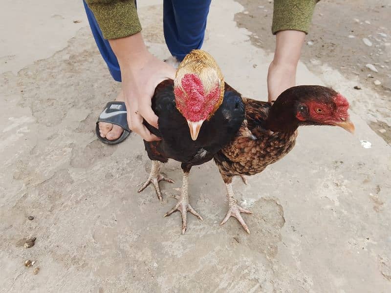 pavor aseel pair with unique breed aseel hen with 1