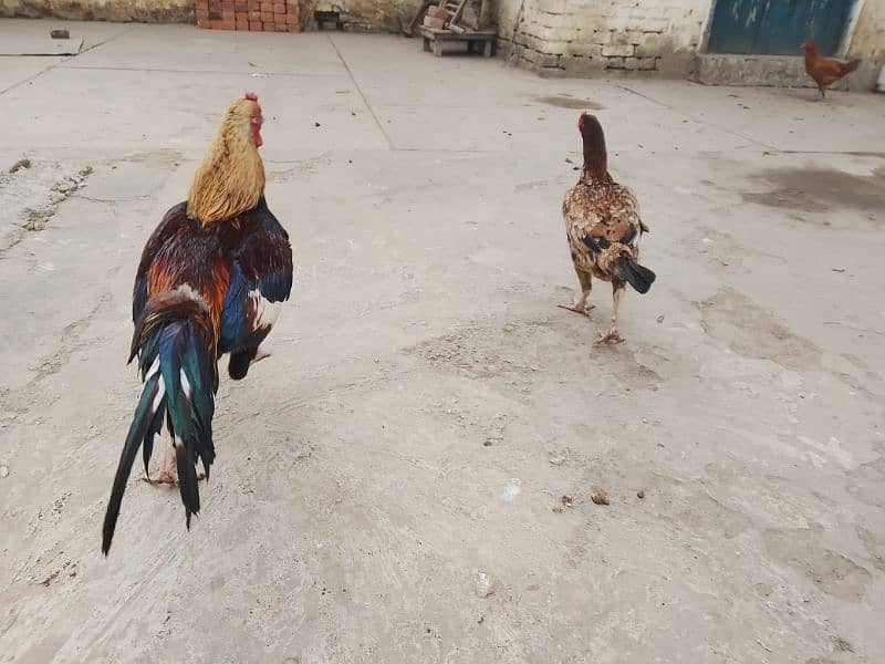 pavor aseel pair with unique breed aseel hen with 2