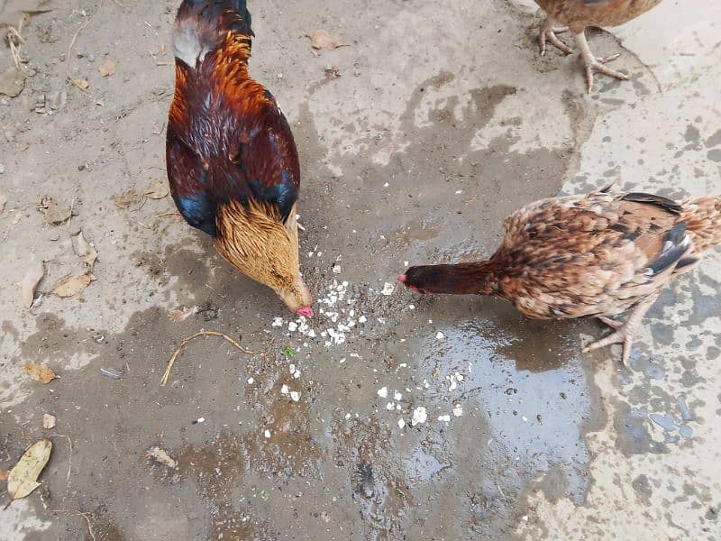 pavor aseel pair with unique breed aseel hen with 4