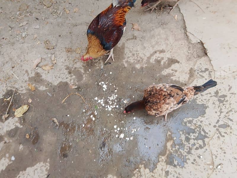 pavor aseel pair with unique breed aseel hen with 5