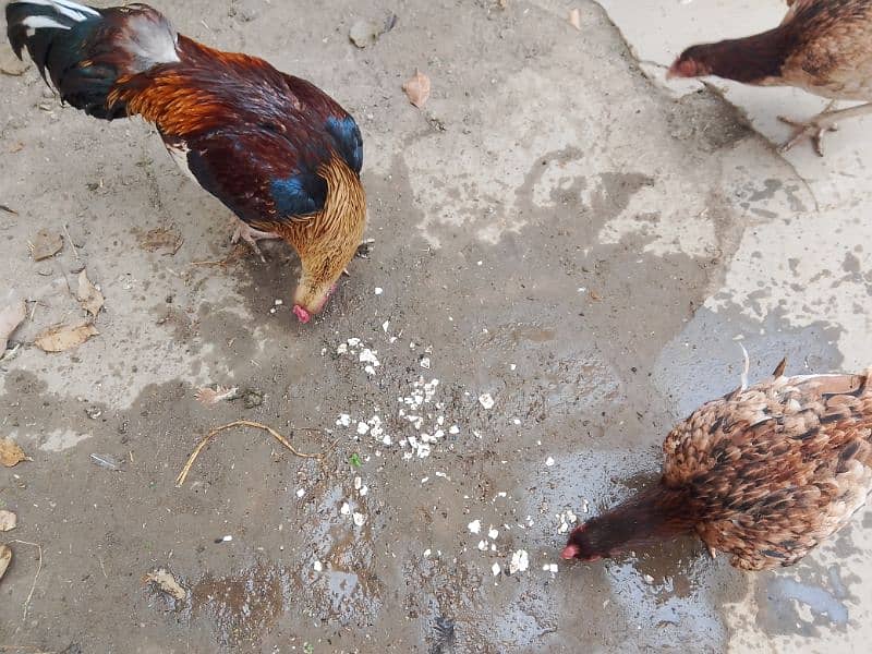 pavor aseel pair with unique breed aseel hen with 6