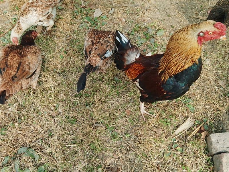 pavor aseel pair with unique breed aseel hen with 7