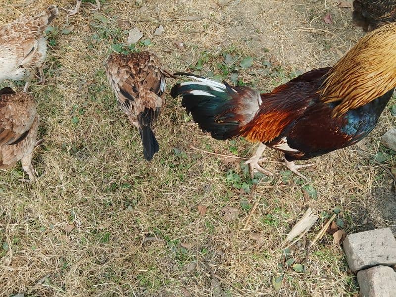 pavor aseel pair with unique breed aseel hen with 8