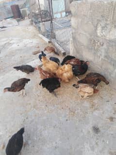 Aseel and dasi hens for sale.