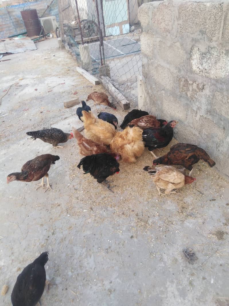 Aseel and dasi hens for sale. 0