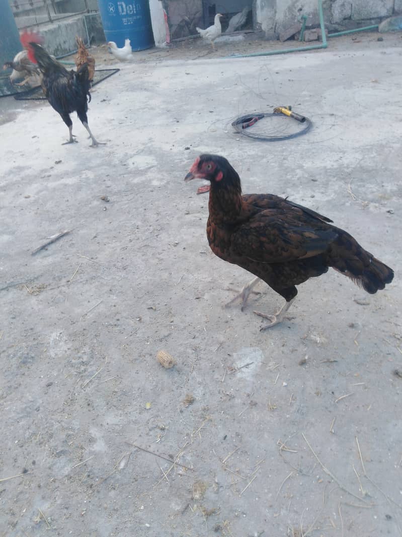 Aseel and dasi hens for sale. 1